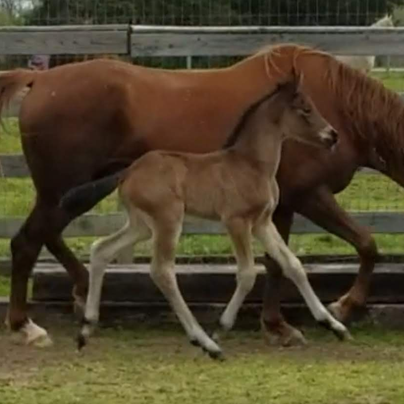 screenshot_20190330-233008_video-player