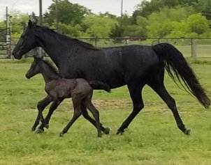 57620677_2657299240950887_8342881836841566208_o