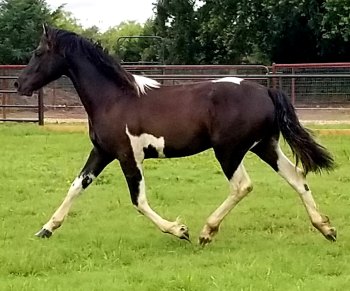 62144086_2737361832944627_5760110275663495168_o