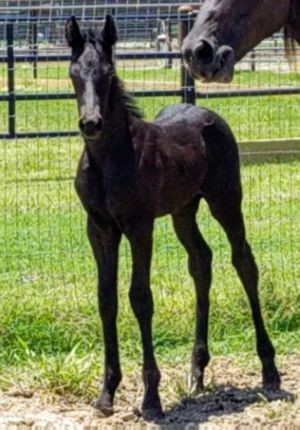 64434762_2758625860818224_5284982177128251392_o